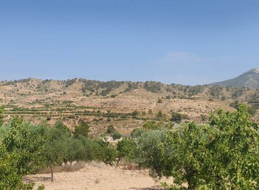 Land - Resale - Abanilla - 61111