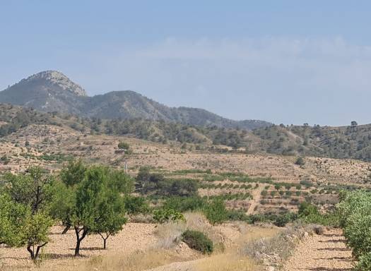 Land - Resale - Abanilla - Rural location