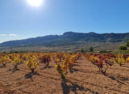 Land - Resale - La Romana - Rural location