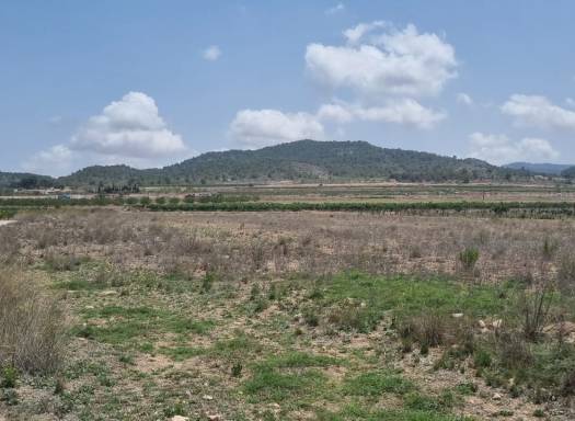 Land - Resale - Pinoso - Pinoso