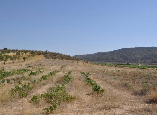 Land - Resale - Pinoso - Rural location