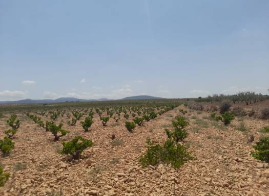 Land - Resale - Pinoso - Rural location