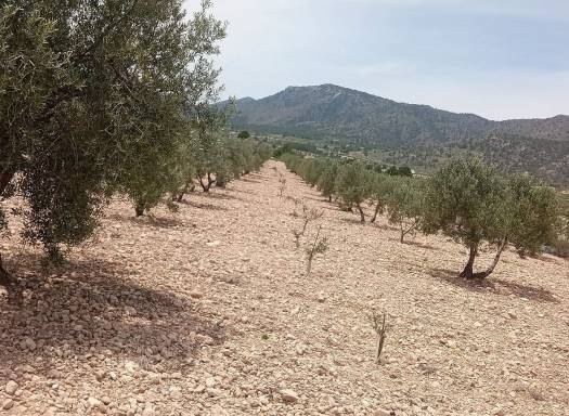 Land - Resale - Salinas - Salinas