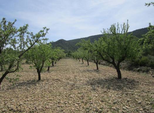 Land - Resale - Yecla - Yecla