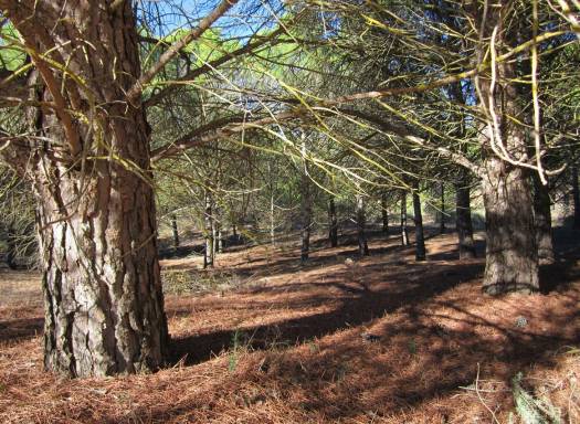 Land - Resale - Yecla - Yecla