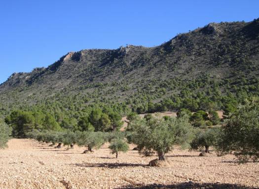 Land - Resale - Yecla - Yecla