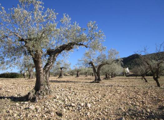 Land - Resale - Yecla - Yecla