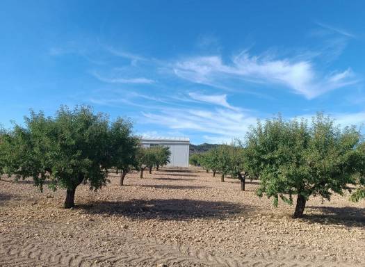 Land - Resale - Yecla - Yecla