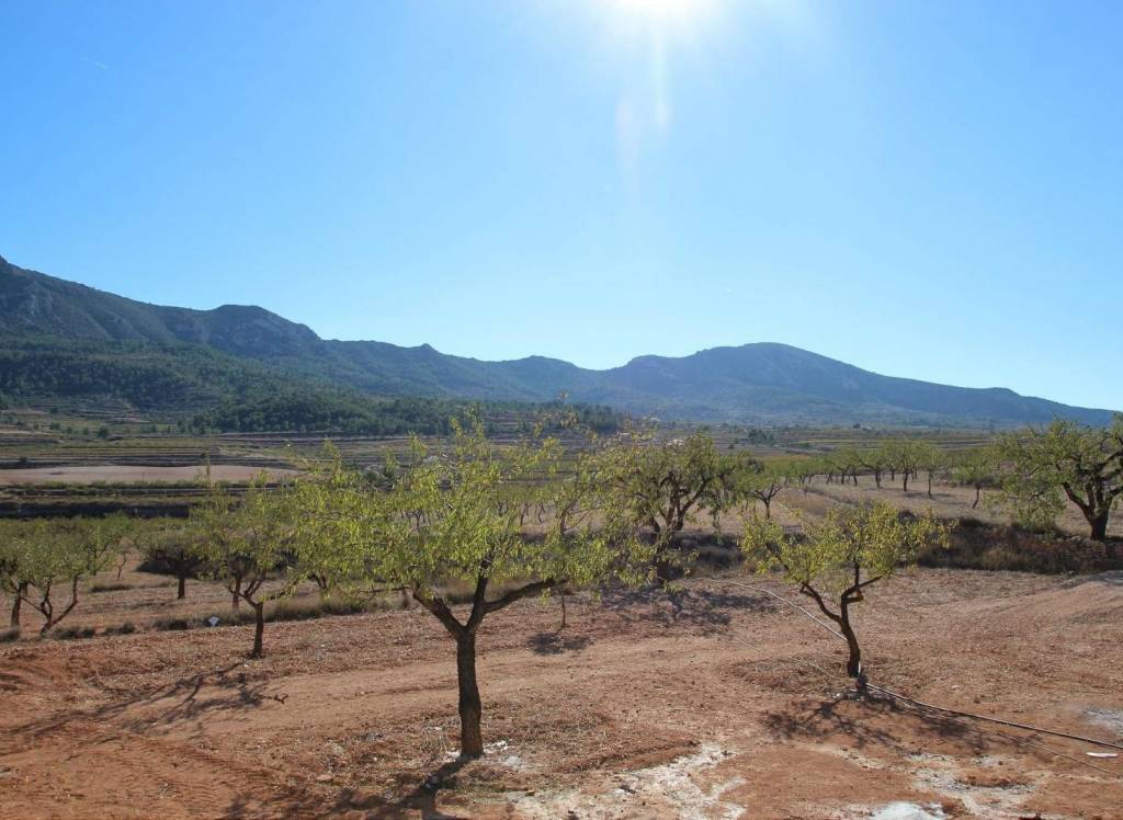 New Build - Villa - Hondón de las Nieves