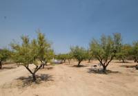 New Build - Villa - Pinoso - Rural location