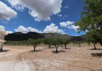 New Build - Villa - Pinoso