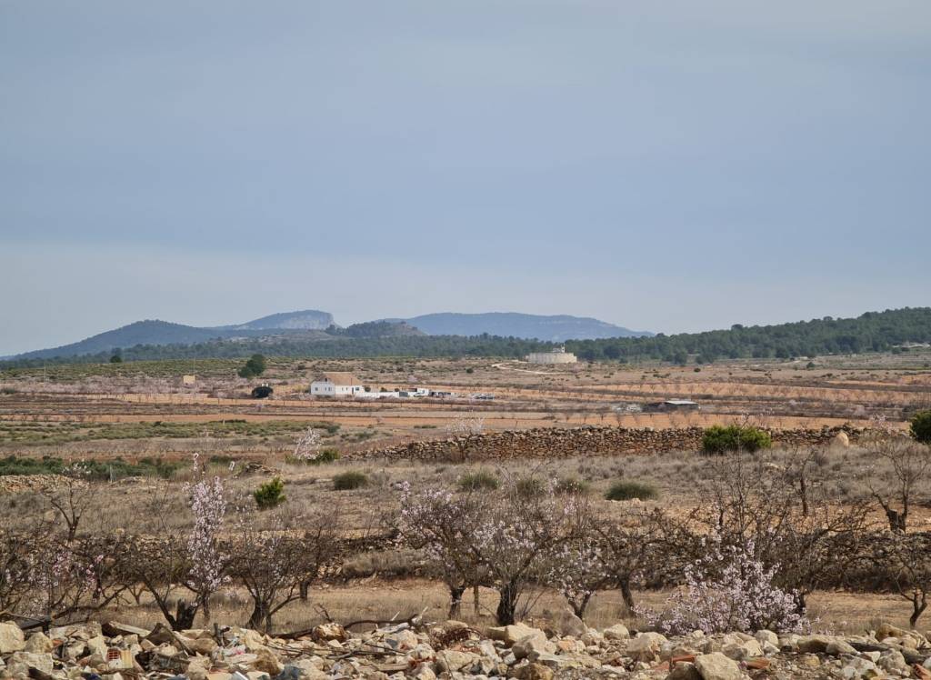 New Build - Villa - Pinoso