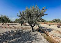 New Build - Villa - Pinoso