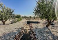 New Build - Villa - Pinoso