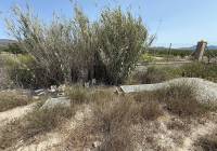 New Build - Villa - Salinas