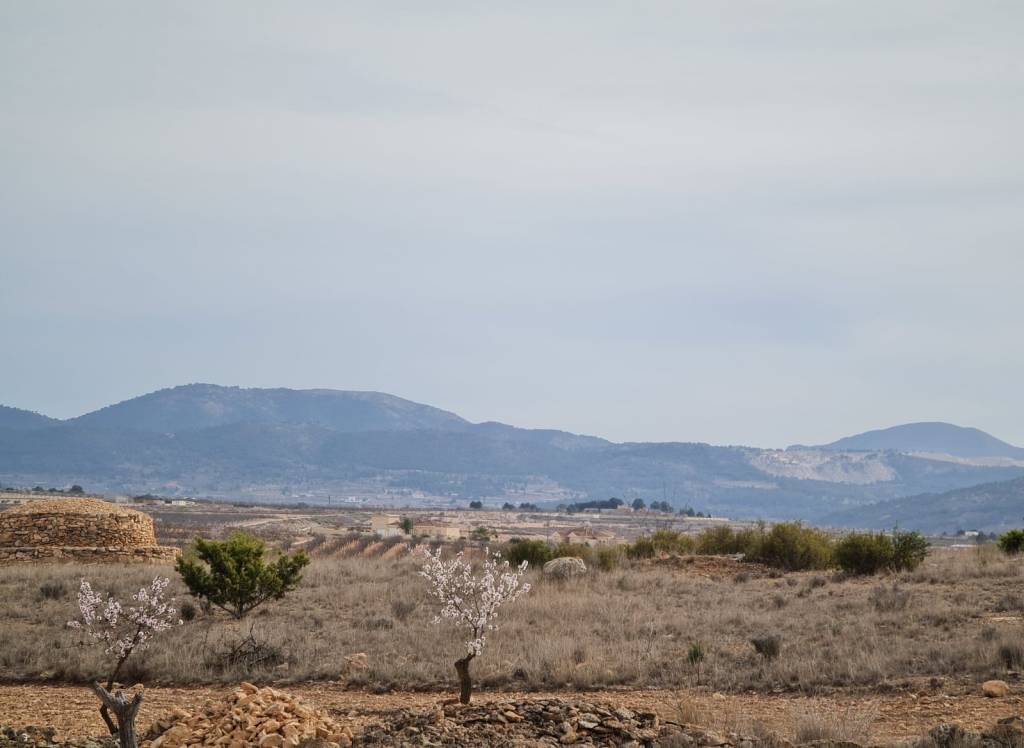 Nueva construcción  - Villa - Pinoso