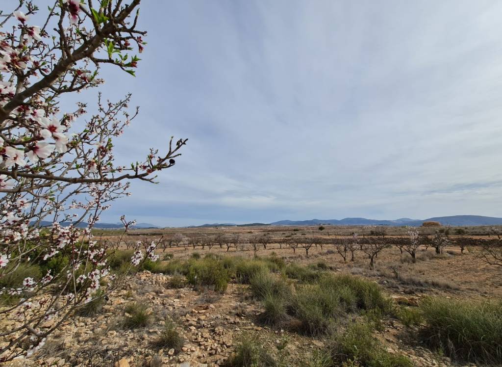 Nueva construcción  - Villa - Pinoso