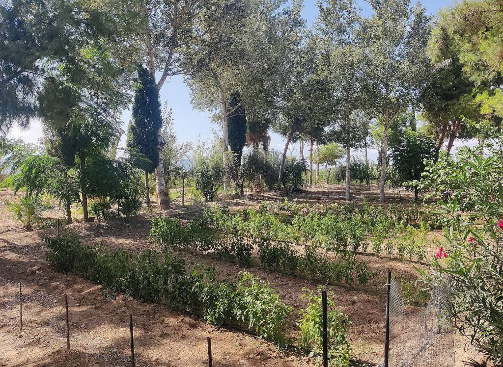 Resale - Country House - Crevillente