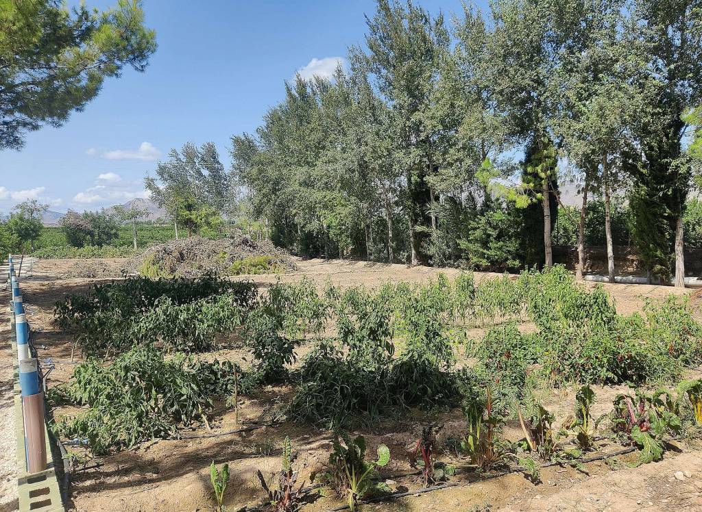 Resale - Country House - Crevillente