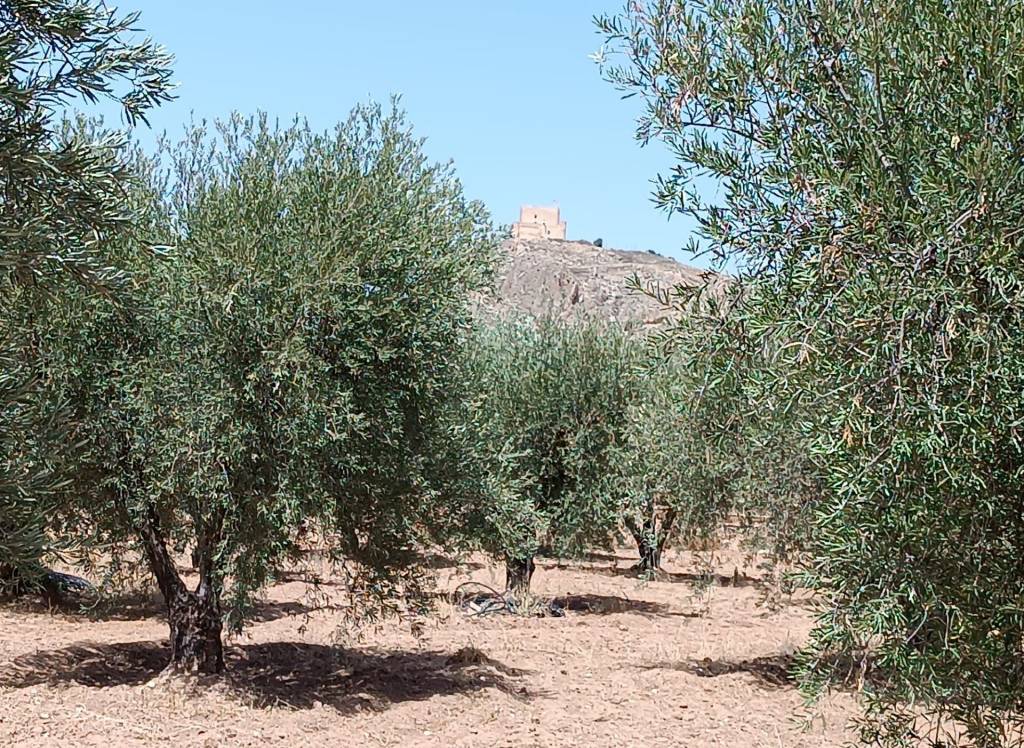 Resale - Country House - Jumilla