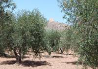 Resale - Country House - Jumilla