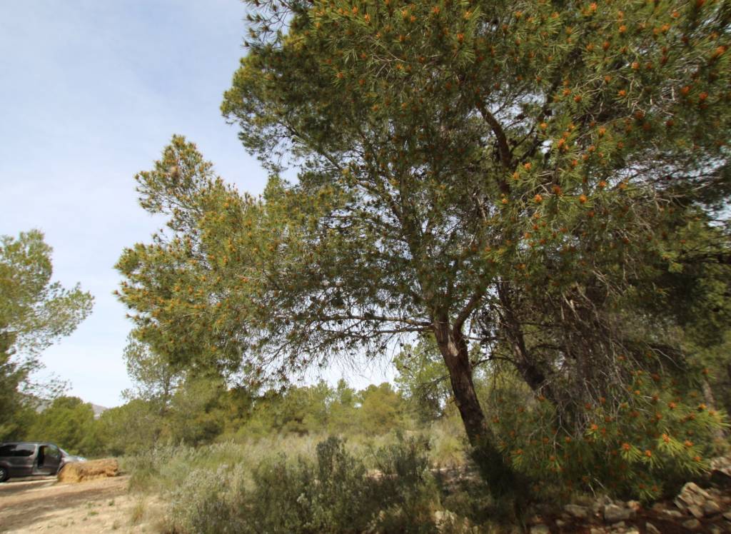 Resale - Country House - Monóvar/Monóver - Rural location