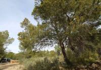 Resale - Country House - Monóvar/Monóver - Rural location