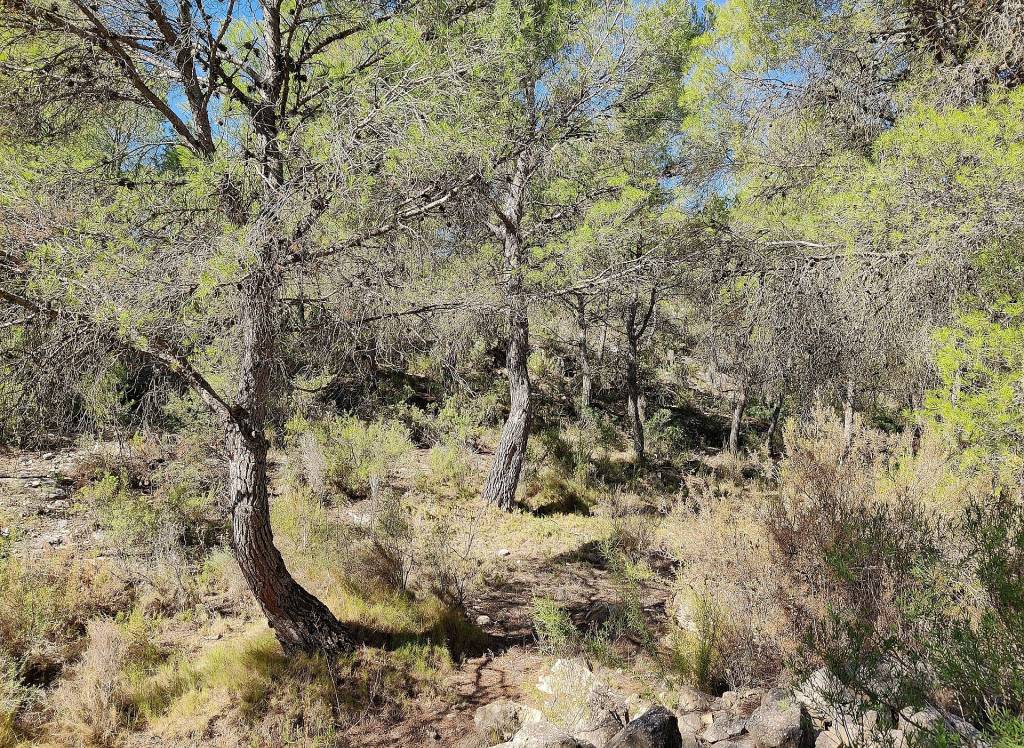 Resale - Country House - Monovar