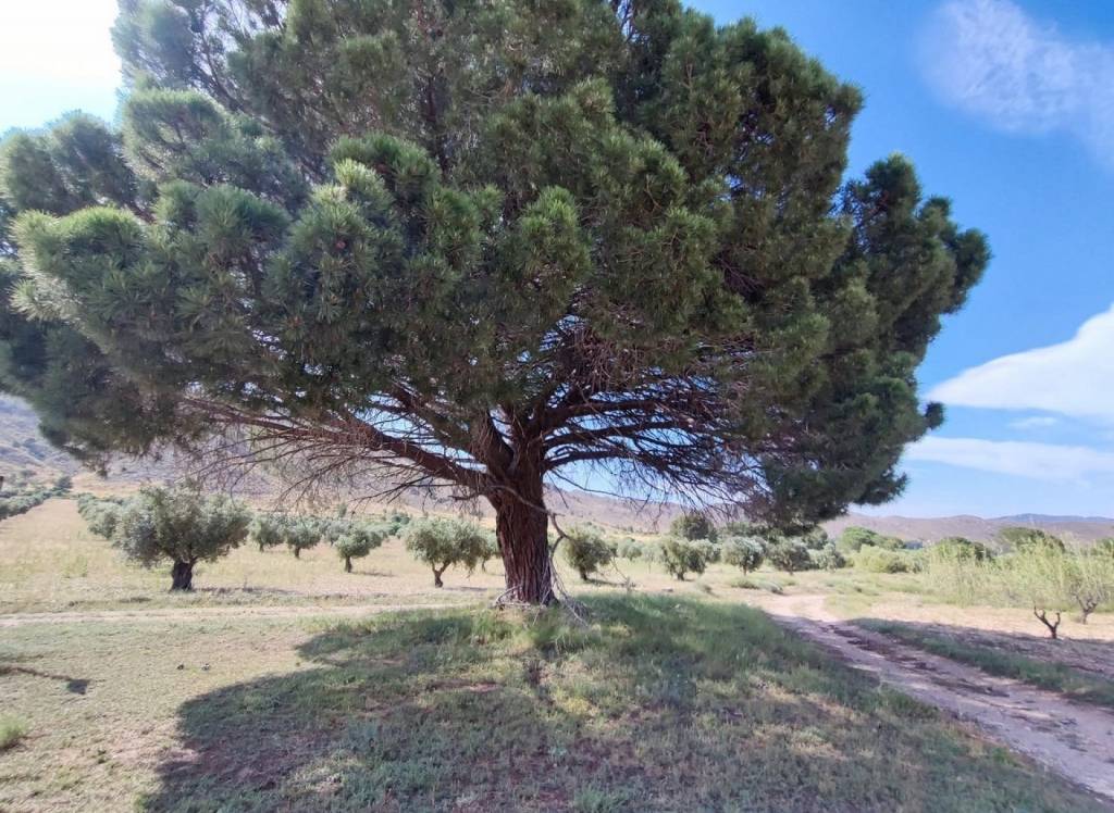 Resale - Country House - Yecla