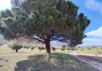 Resale - Country House - Yecla