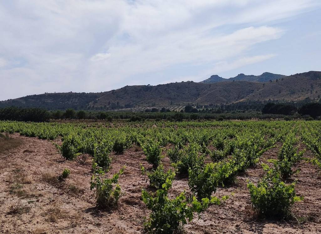 Resale - Country House - Yecla