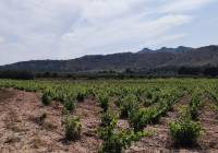 Resale - Country House - Yecla