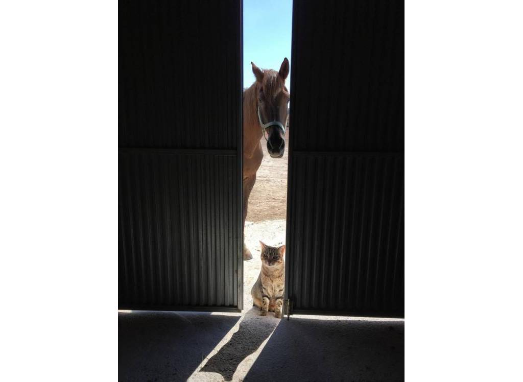 Resale - Detached Villa - Torre Del Rico