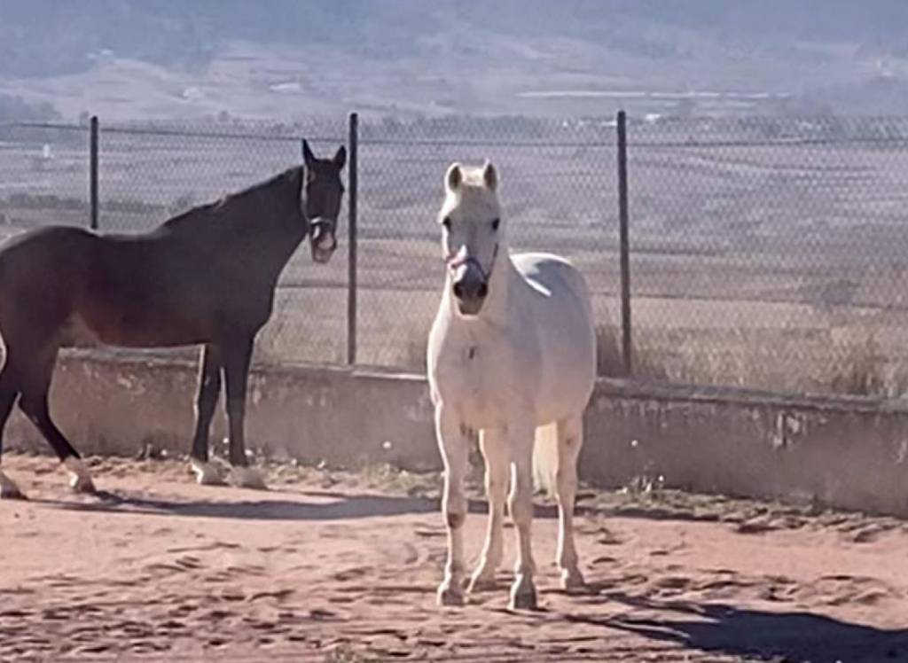 Resale - Detached Villa - Torre Del Rico