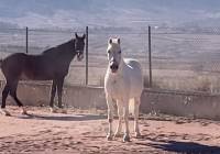 Resale - Detached Villa - Torre Del Rico