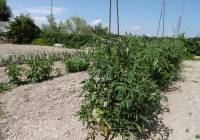 Resale - Detached Villa - Yecla