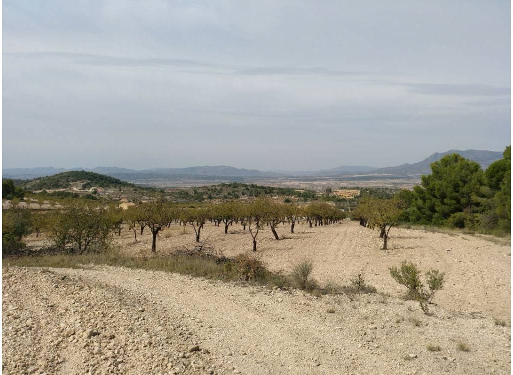 Resale - Land - Abanilla - Rural location