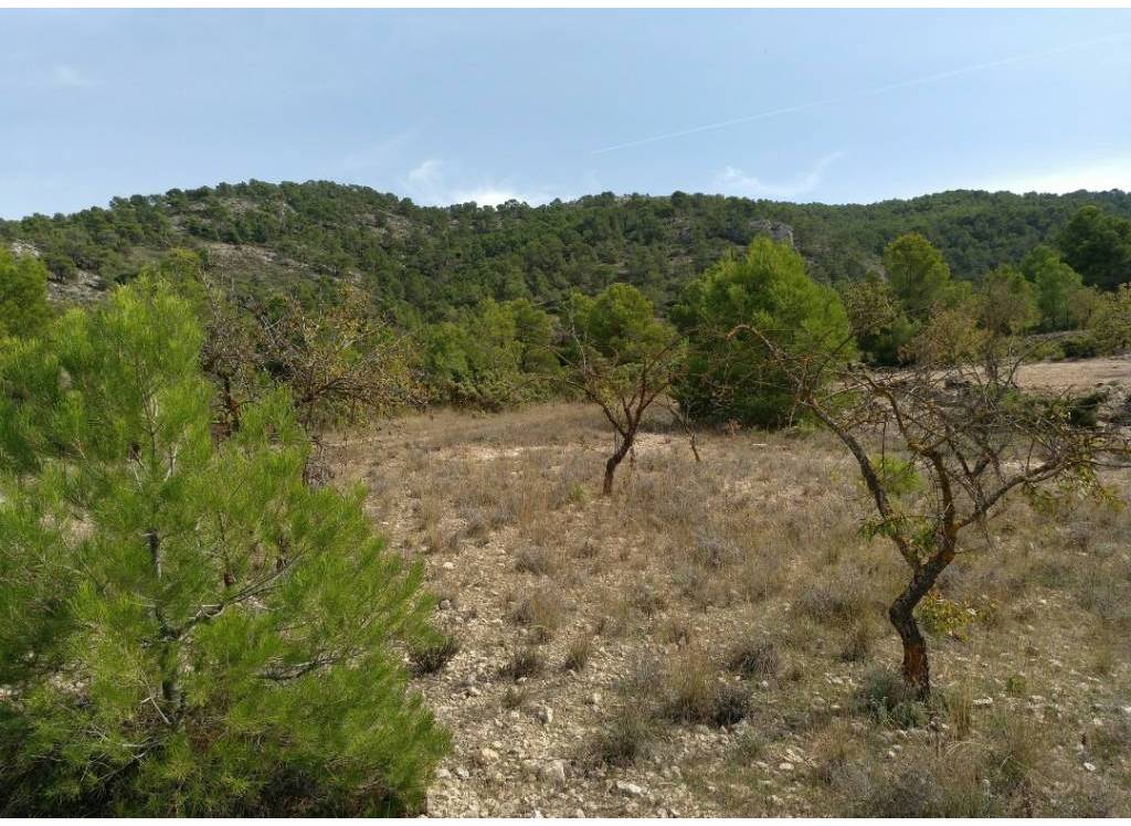 Resale - Land - Abanilla - Rural location