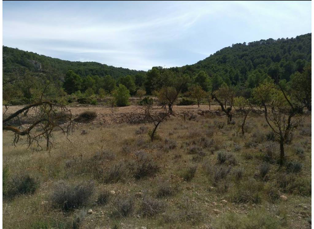 Resale - Land - Abanilla - Rural location