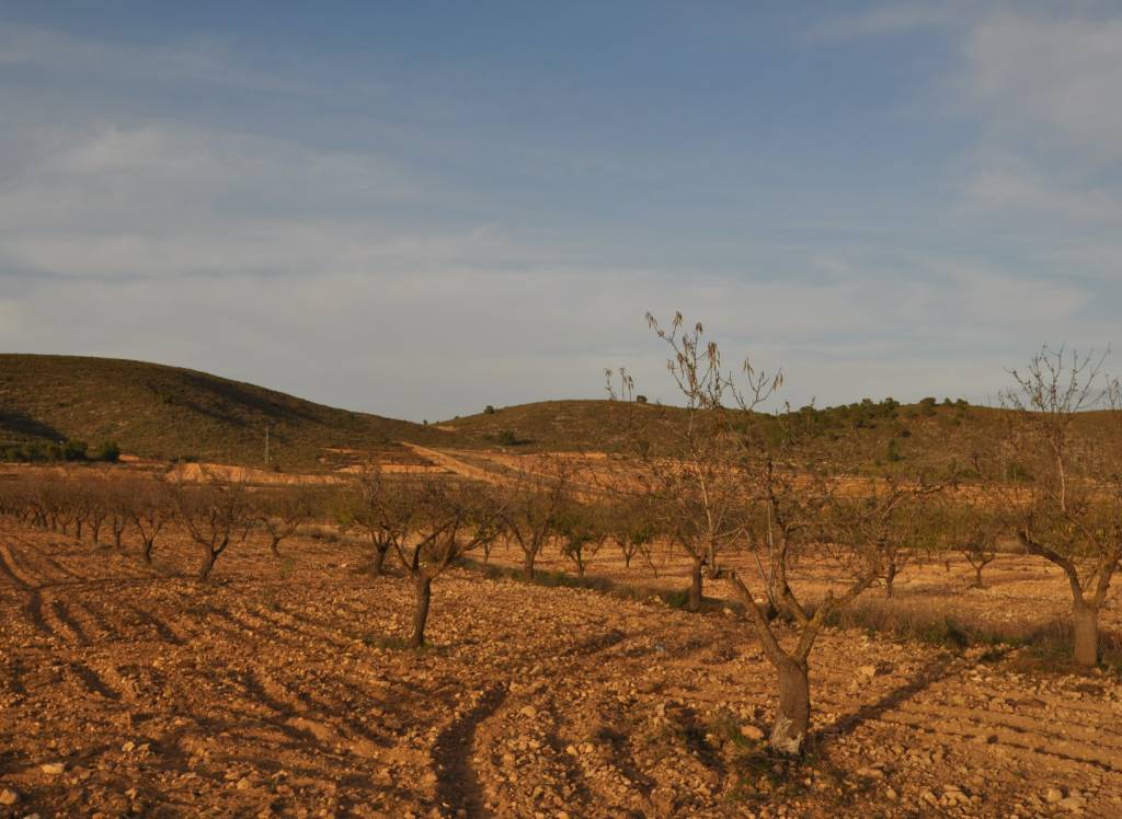 Resale - Land - Abanilla - Rural location