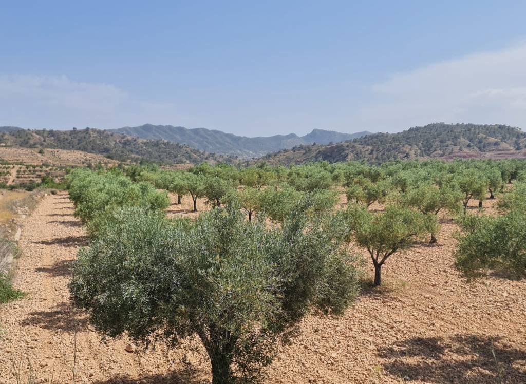 Resale - Land - Abanilla - Rural location