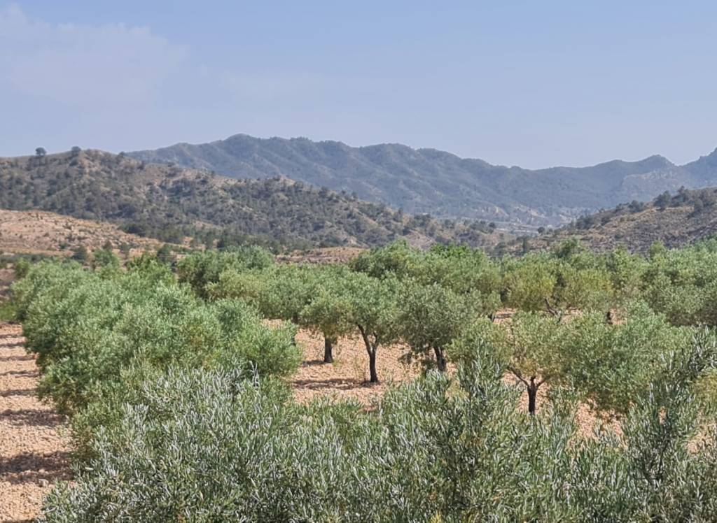 Resale - Land - Abanilla - Rural location