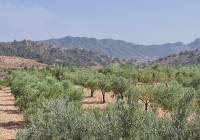 Resale - Land - Abanilla - Rural location