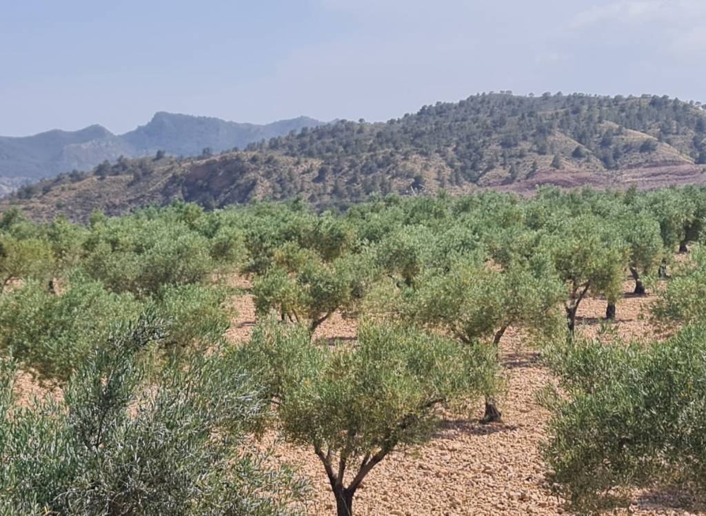 Resale - Land - Abanilla - Rural location