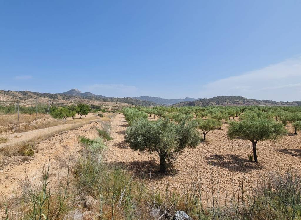 Resale - Land - Abanilla - Rural location