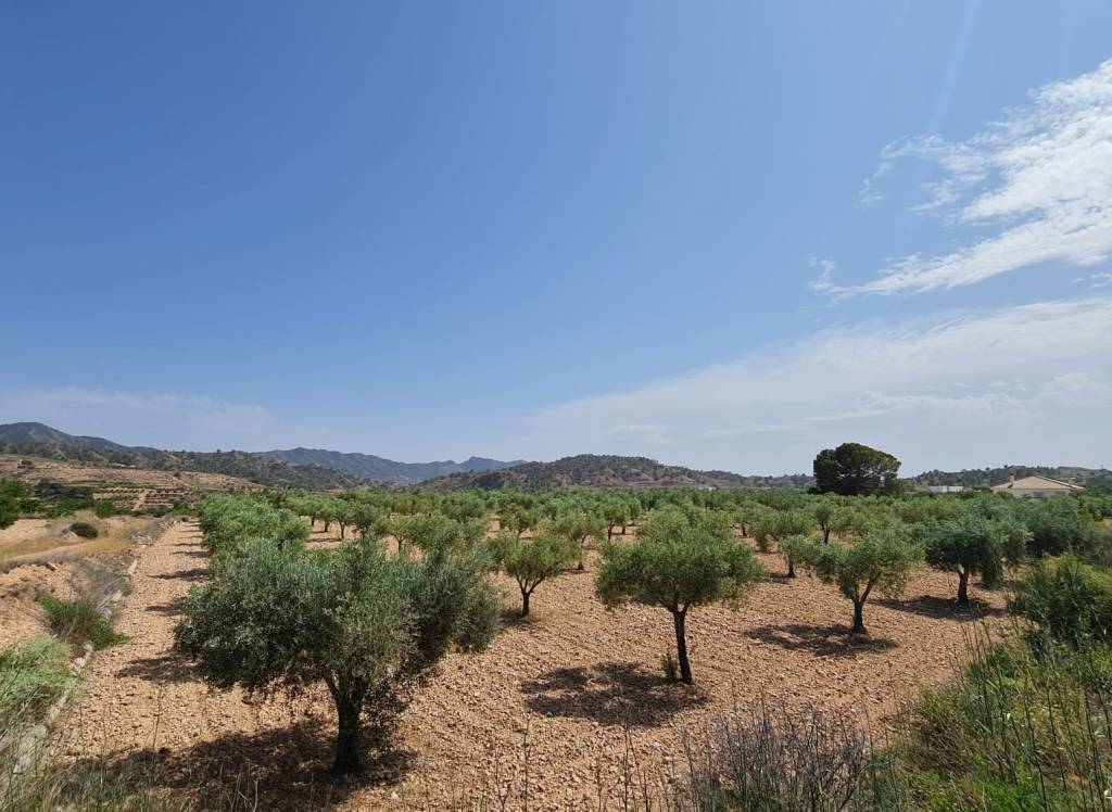 Resale - Land - Abanilla - Rural location