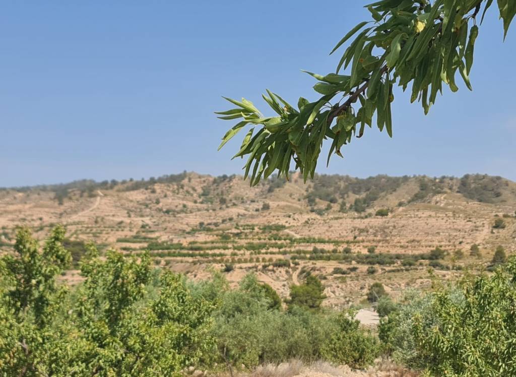 Resale - Land - Abanilla - Rural location