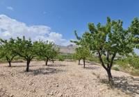 Resale - Land - Abanilla - Rural location