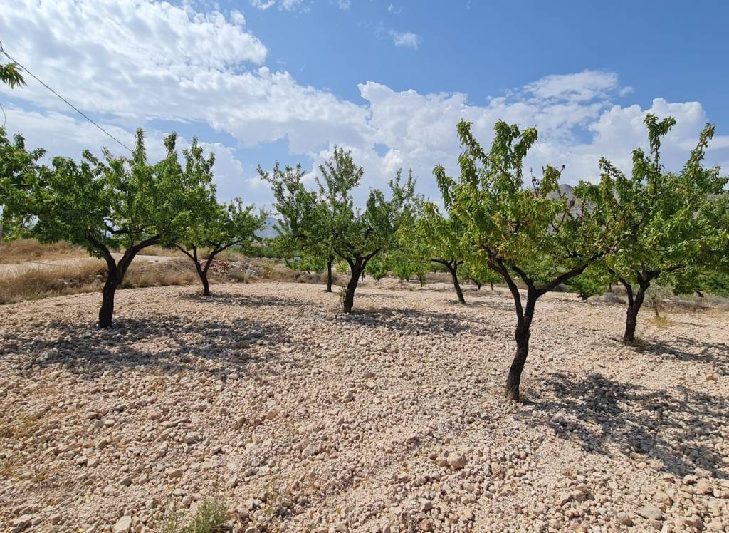 Resale - Land - Abanilla - Rural location