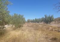 Resale - Land - Biar - Rural location